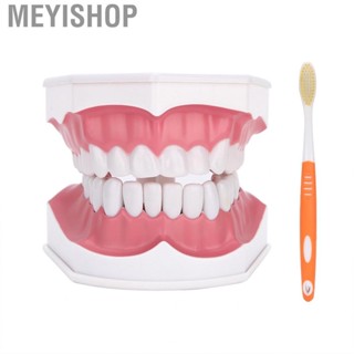 Meyishop Demonstration Model Tooth Brushing Dental Studying