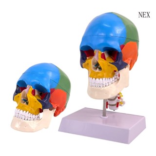 Nex Life หมวกแก๊ปจําลอง รูปกะโหลกมนุษย์ แกะออกได้