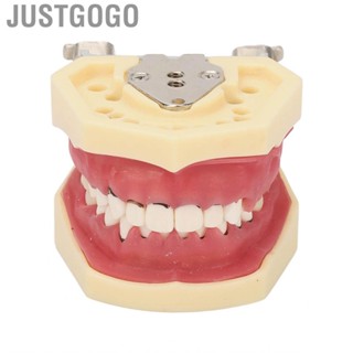 Justgogo Dental Typodont Model  Demonstration  Exhibition Educational for Dentist Student Root Planing