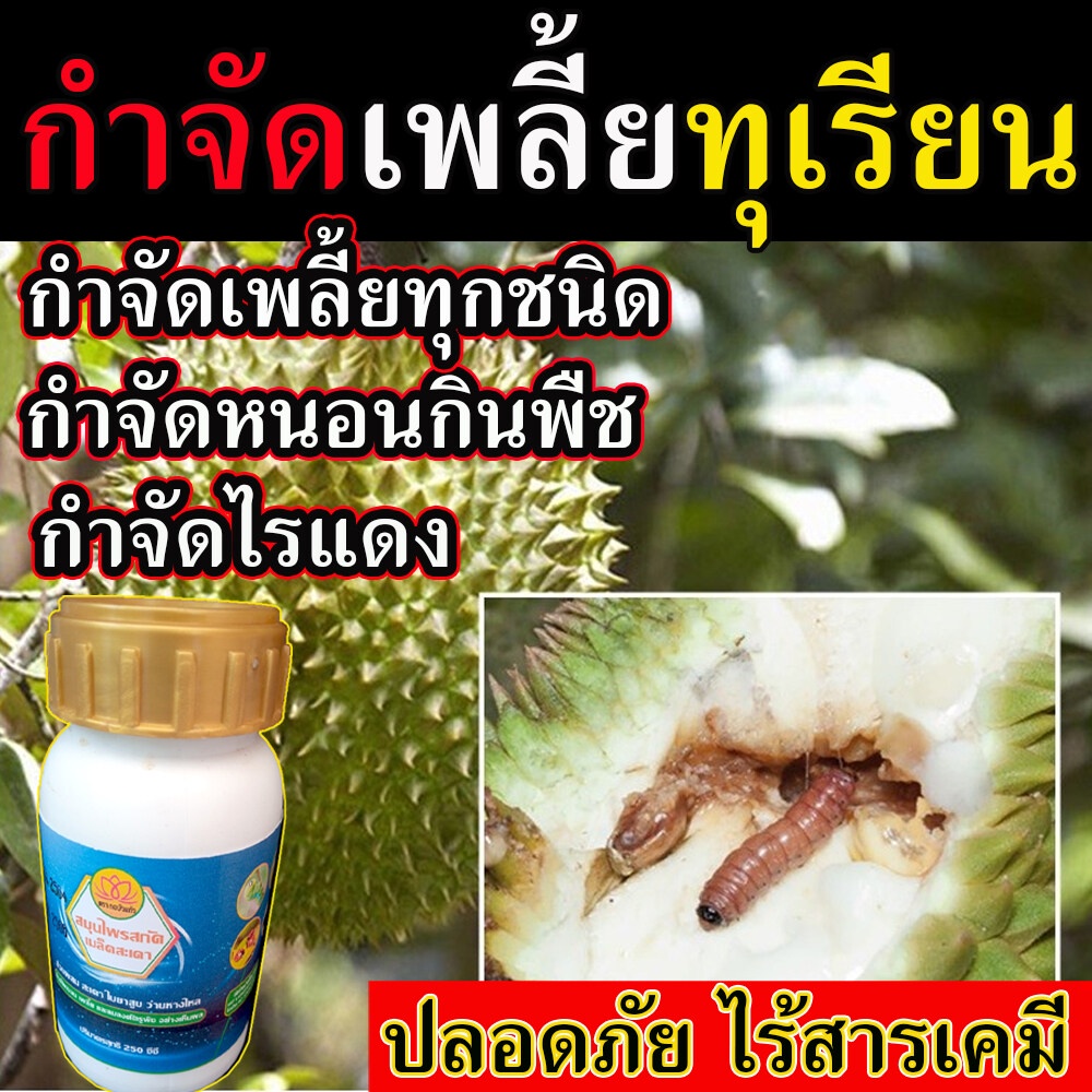 ไร้สารเคมี เพลี้ยทุเรียน น้ำสกัดเมล็ดสะเดายาเพลี้ยไฟ กำจัดหนอน กำจัดเพลี้ย เพลี้ยไฟ น้ำยาไล่เพลี้ย 250 cc ยาฆ่าแมลงเพี้ย