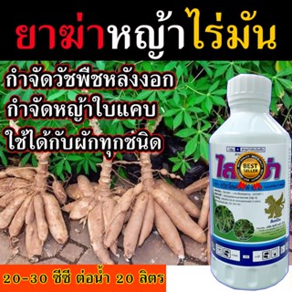 สูตรเข้มข้น ฆ่าหญ้า 500 cc. (ไลซ่า) ฉีดทับ พริก ถั่ว มะเขือ เผือก ปลอดภัยต่อพืชใบกว้างทุกชนิด ฆ่าหญ้าสวนผัก กำจัดหญ้ามัน