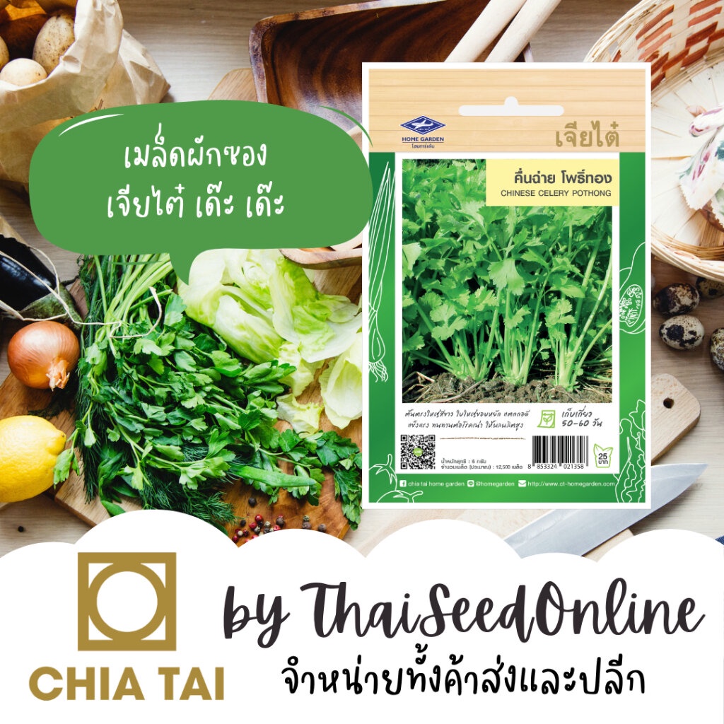 Chia Tai(เจียไต๋) CTF1 เมล็ดพันธุ์ คื่นฉ่าย โพธิ์ทอง ประมาณ 12500 เมล็ด ตราเจียไต๋ Celery