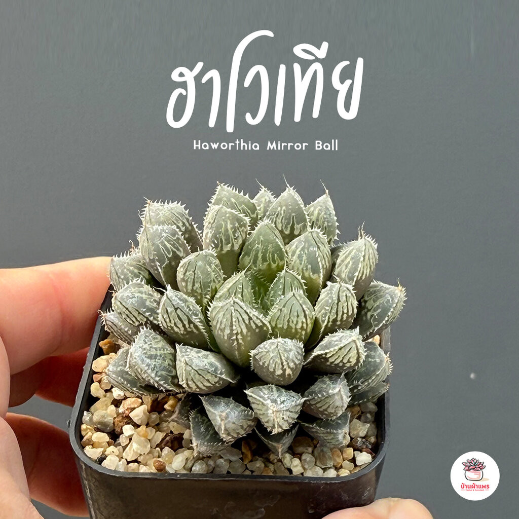 ฮาโวเทีย Haworthia Mirror Ball ไม้อวบน้ำ กุหลาบหิน cactus&succulentหลากหลายสายพันธุ์