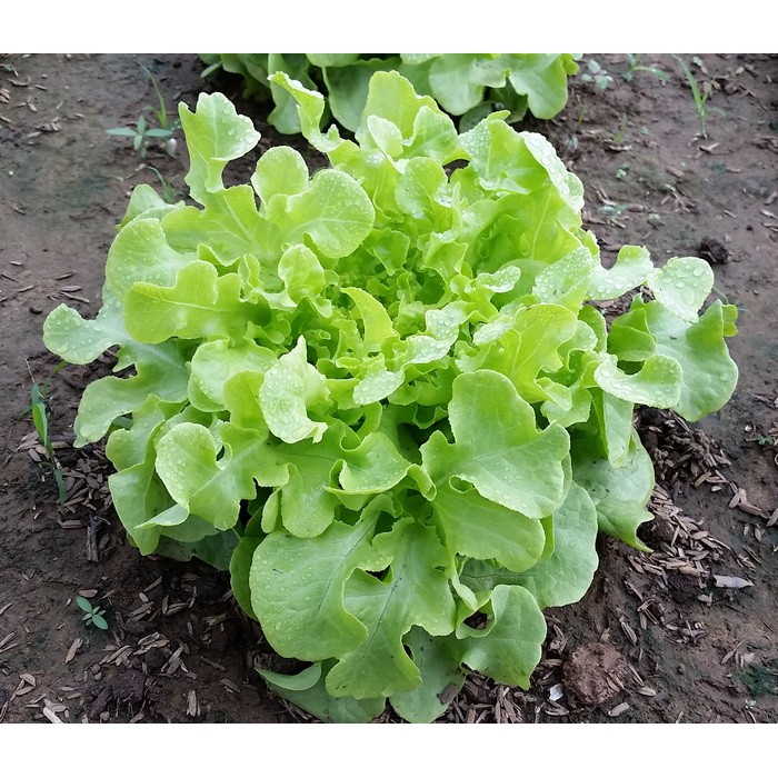 เมล็ดพันธ์ุ ผักสลัดกรีนโอ๊ค 200 เมล็ด [10 แถม 1 คละได้]