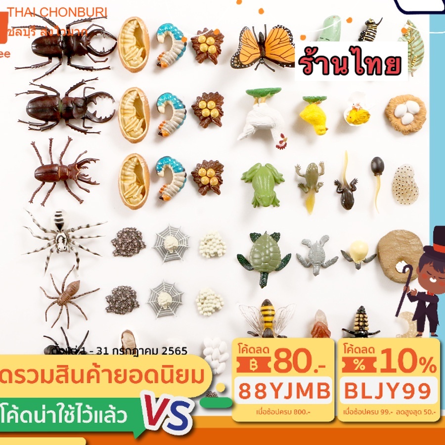 model โมเดลวงจรชีวิตสัตว์ สัตว์น้ำ