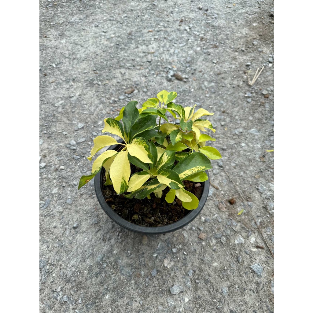 มุมมอง 2