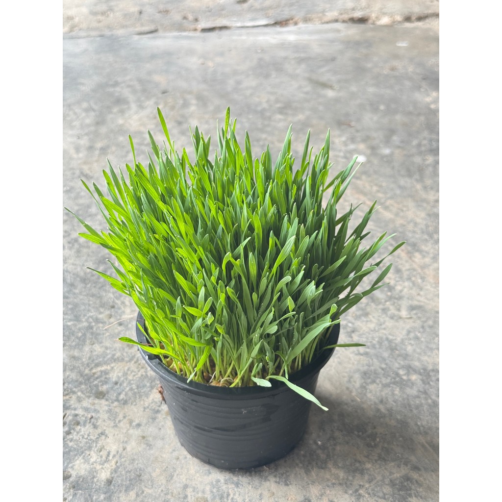 มุมมอง 4