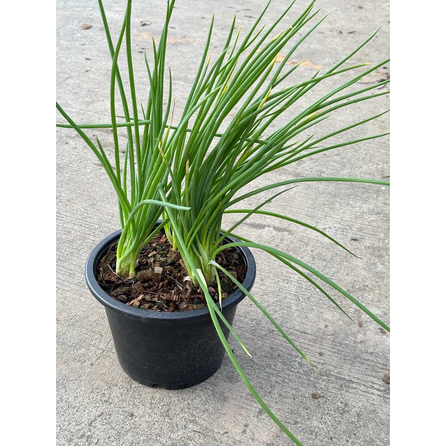 มุมมอง 5