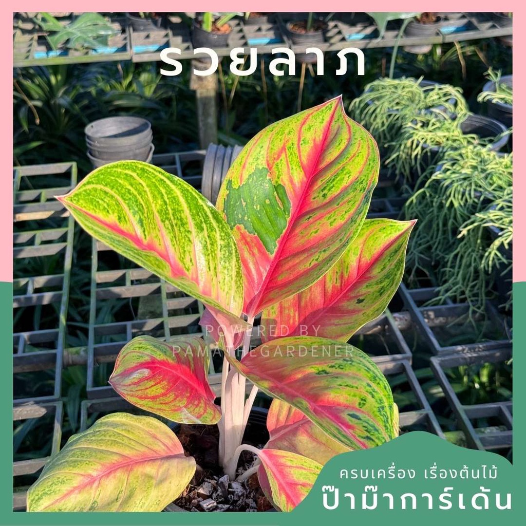 อโกลนีม่า รวยลาภ กระถาง 5 นิ้ว