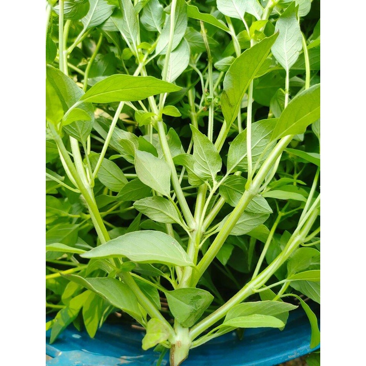 แมงลัก ผักสวนครัวหน้าบ้าน  ปลูกง่าย โตเร็ว ผลผลิตสูง คัดพิเศษ 500-12000 เมล็ด(10 แถม 1 คละได้)