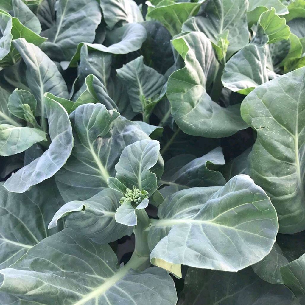 เมล็ดพันธุ์ คะน้าดอก คะน้าฮองกง 10000 เมล็ด [ 10 แถม 1 คละได้] - รูปที่ 5