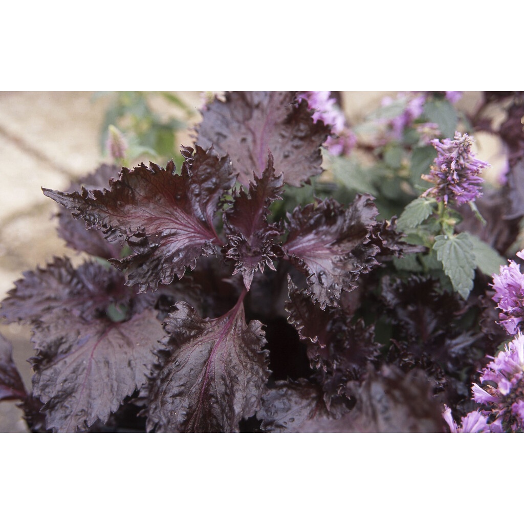 ชิโสะ โอบะ เมล็ดพันธุ์ แดงใบงาแดงเกาหลี Shiso Perilla Red 40-100 เมล็ด (ซื้อ10 แถม 1 คละได้) งอกดี ปลูกง่าย โตไว ผลผลิต