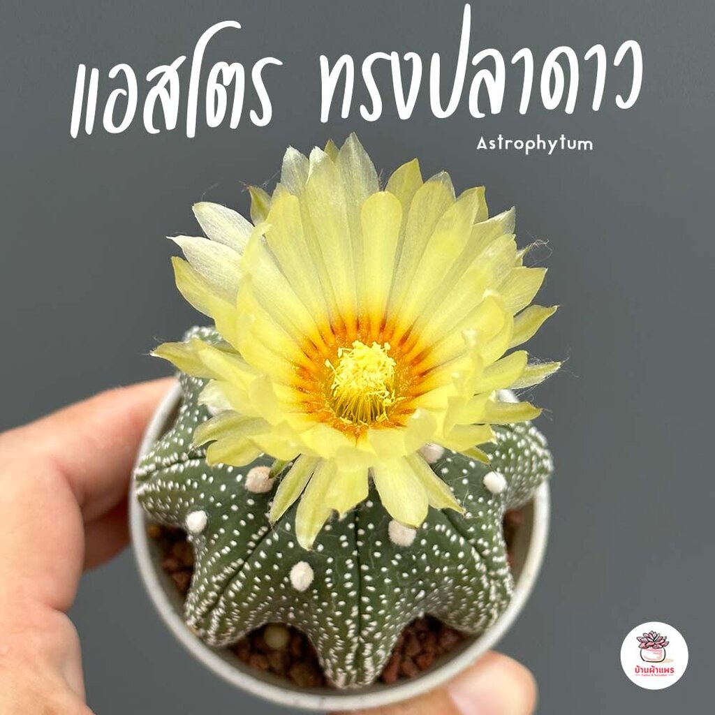 แอสโตรไฟตัม ทรงปลาดาว Astrophytum แคคตัส กระบองเพชร รูปที่ 3