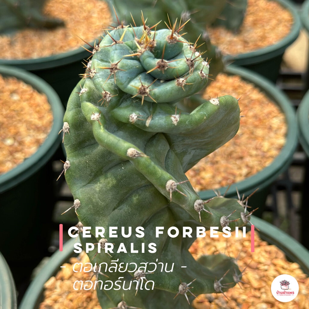 ตอเกลียวสว่าน ตอทอร์นาโด Cereus forbesii Spiralis แคคตัส กระบองเพชร cactus&amp;succulent