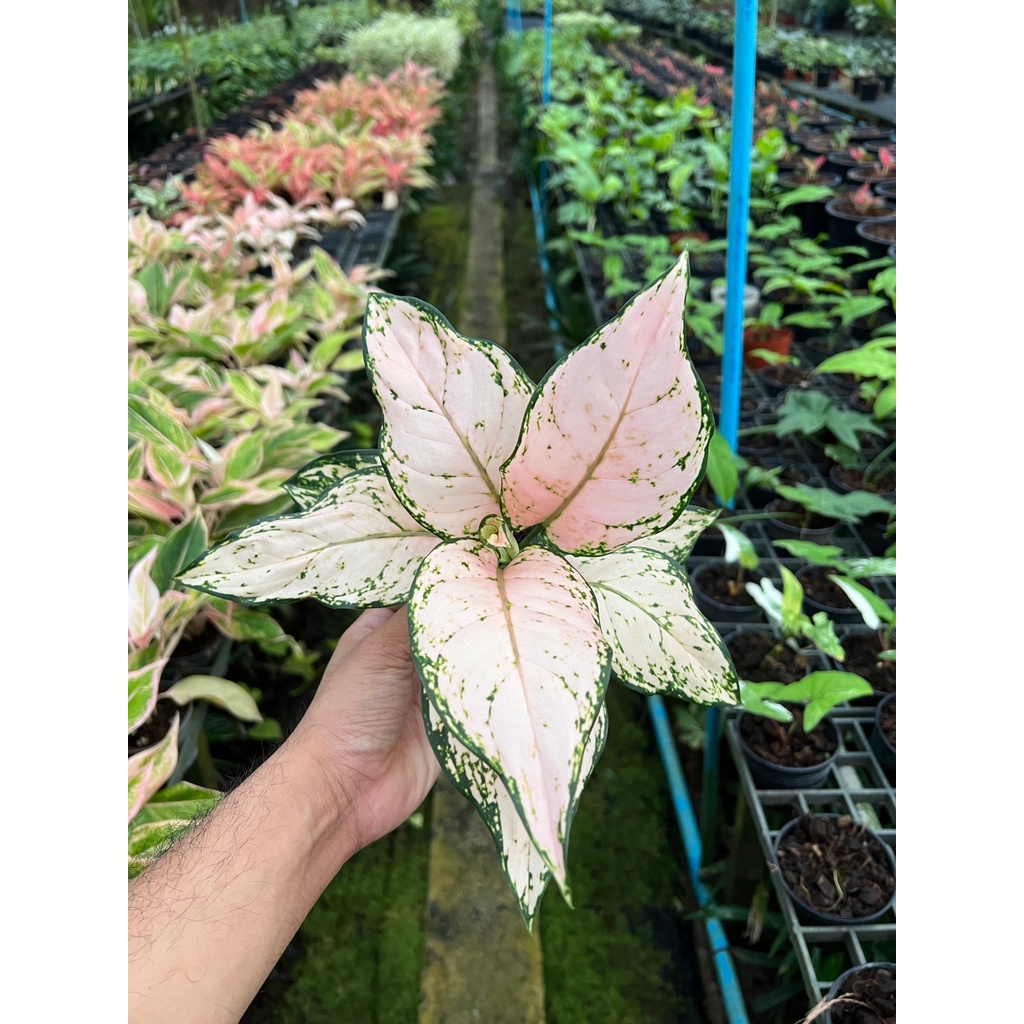 ต้นอัญมณีชมพู สีพลาสเทล หรือต้น Lucky pink