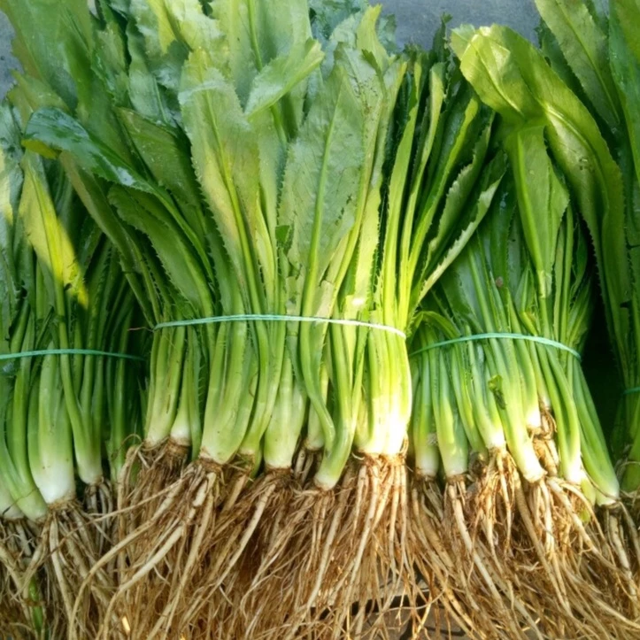 เมล็ดพันธุ์ผักชีฝรั่ง 500-6000 เมล็ด งอกดี ปลูกง่าย โตไว ผลผลิตสูง [10 เเถม 1 คละได้]