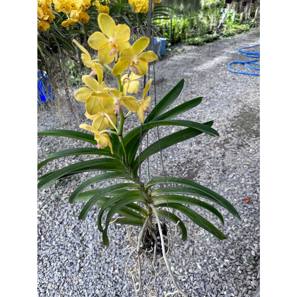 มุมมอง 8