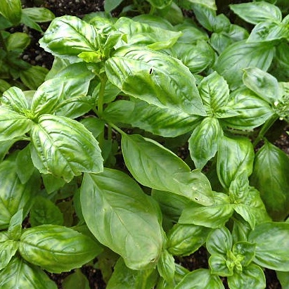 โหระพาใบใหญ่ โหระพาอิตาเลี่ยน เมล็ดพันธุ์ โหระพาฝรั่ง Italian Basil 50-400 เมล็ด [ซื้อ 10 แถม 1 คละได้]