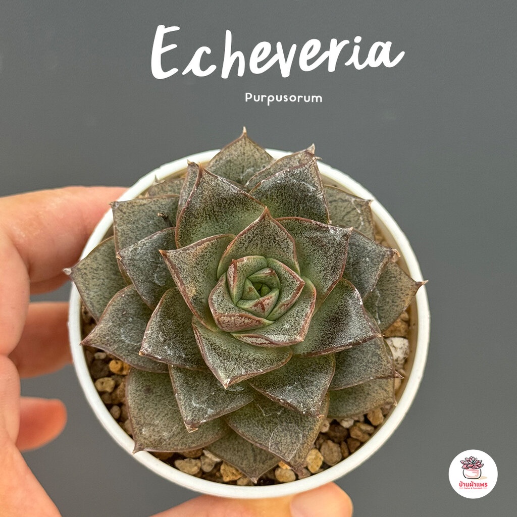 Echeveria Purpusorum ไม้อวบน้ำ กุหลาบหิน Cactus&Succulent