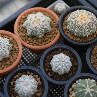 แคคตัสราคาถูก กระบองเพชรแอสโตร Astrophytum ส่งพร้อมกระถาง 3 นิ้ว [สินค้าพร้อมส่ง] ซื้อ 10 ฟรี 1 ต้น!!!