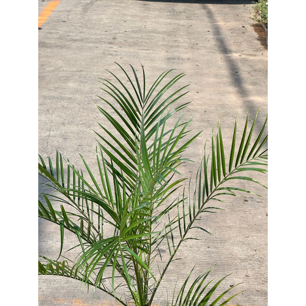 มุมมอง 5