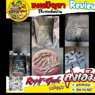 หัวเชื่อกำจัดจิ้งจก ครีมกำจัดจิ้งจก ลุงเอ็ม สูตร2 สามารถใช้ได้กำจิ้งจก ตุ๊กแก และแมลงต่าง - Long M V1
