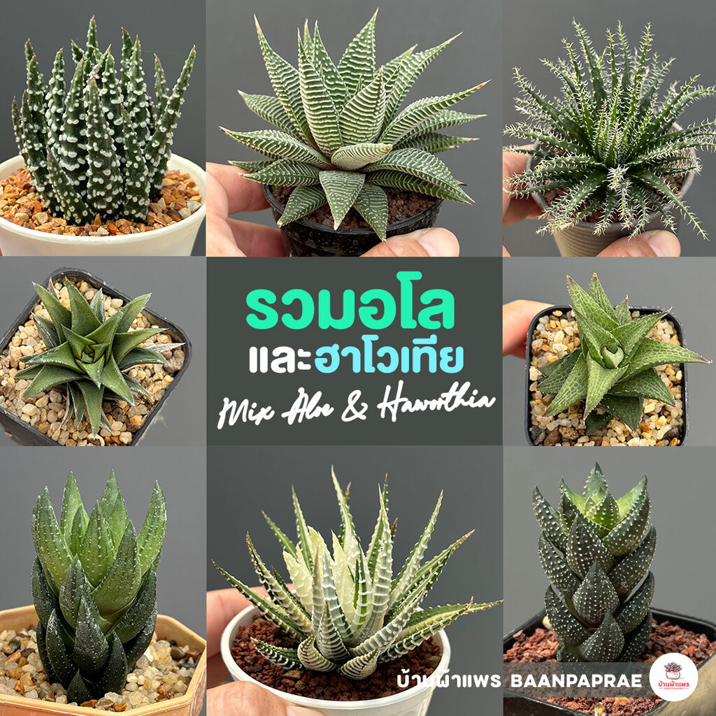 รวมอโลและฮาโวเทีย Mix Aloe & Haworthia หลายสายพันธุ์ ส่งทั้งกระถาง cactus&succulent