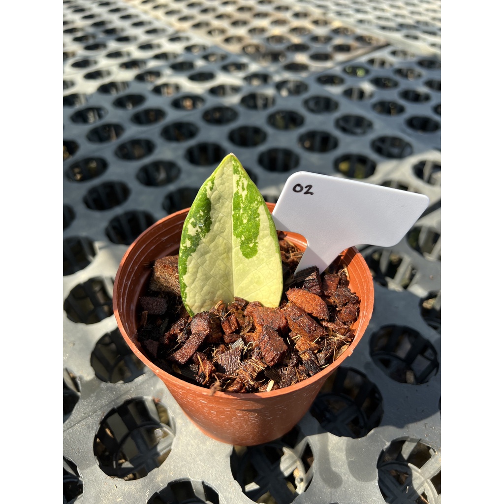 มุมมอง 5