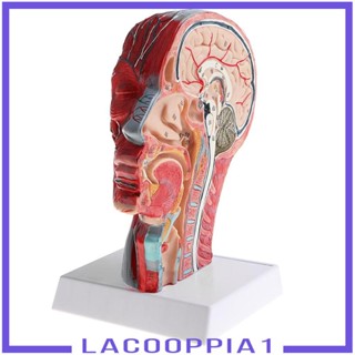 [Lacooppia1] โมเดลหัวคน 1:1 สําหรับห้องแล็บ