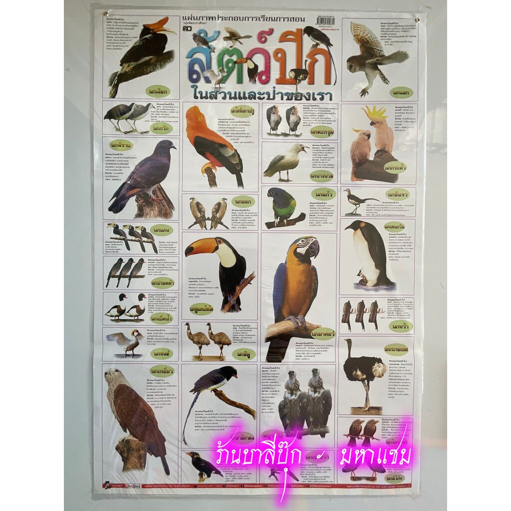 ภาพโปสเตอร์สัตว์ปีกในสวนและป่าของเรา - [No.37] - (53x78cm กระดาษอาร์ตมัน 4 สี แบบหุ้มพลาสติก) แผ่นภาพประกอบการศึกษา ส...