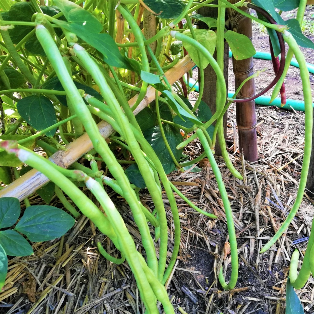 เมล็ดพันธุ์ ถั่วพุ่มเขียว ถั่วฝักยาวไร้ค้าง [10 แถม 1 คละได้]