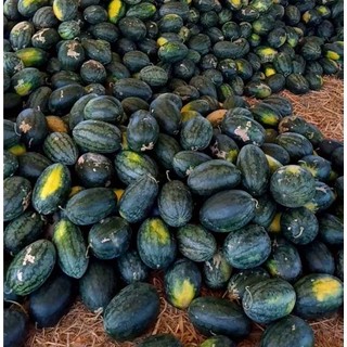 แตงโมตอปิโดเมญ่าแตงโม เนื้อสีแดงหวานฉ่ำ เมล็ดพันธุ์ ปลูกง่าย…