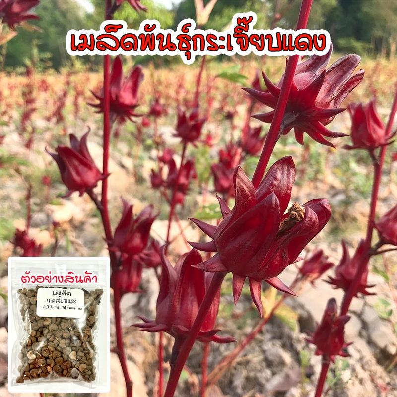 เมล็ดพันธุ์ กระเจี๊ยบแดง 200 เมล็ด [10 แถม 1 คละได้]