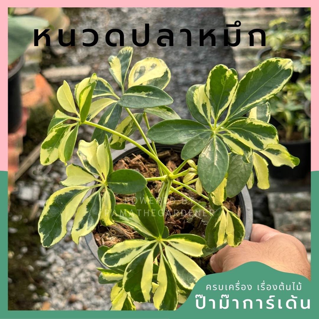 ต้นหนวดปลาหมึก ส่งพร้อมกระถาง