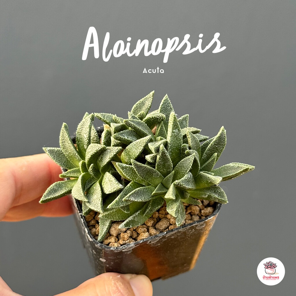 Aloinopsis Acuta #กระถาง2นิ้ว ไม้อวบน้ำ กุหลาบหิน Cactus&amp;Succulent