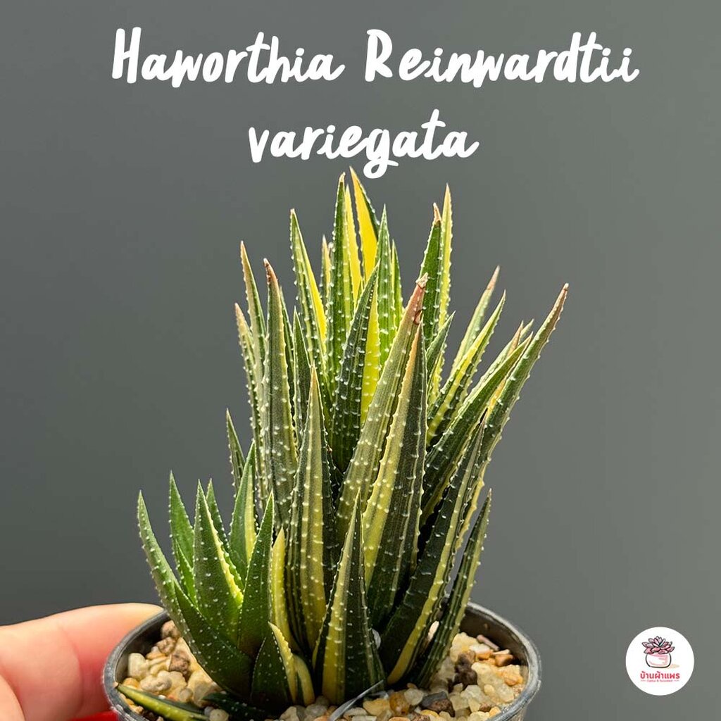 Haworthia Reinwardtii variegata ฮาโวเทีย ไม้อวบน้ำ กุหลาบหิน cactus&amp;succulentหลากหลายสายพันธุ์