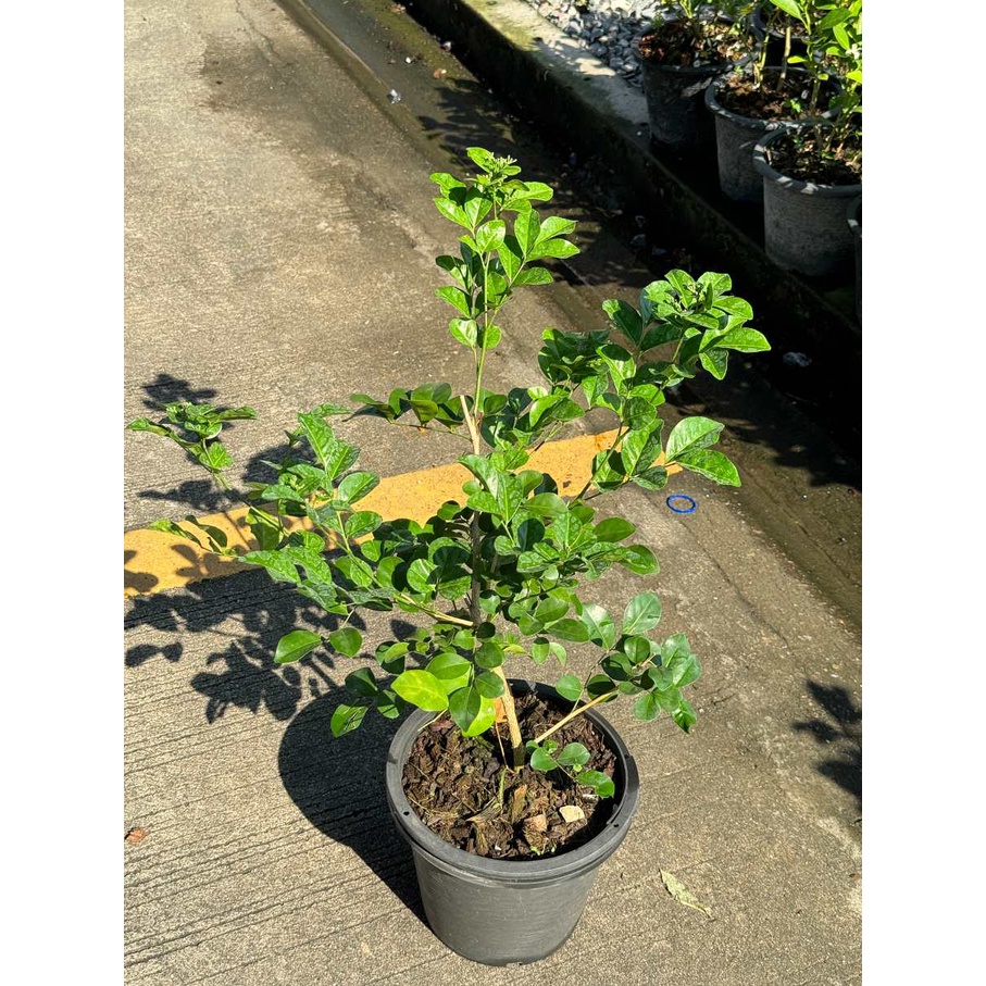 มุมมอง 4