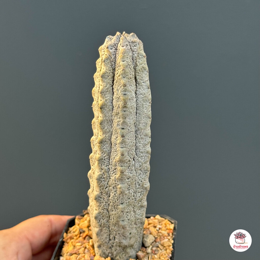 ยูโฟเบีย แอ๊ปเดล Euphorbia Abdelkuri แคคตัส กระบองเพชร cactus&succulent - รูปที่ 2