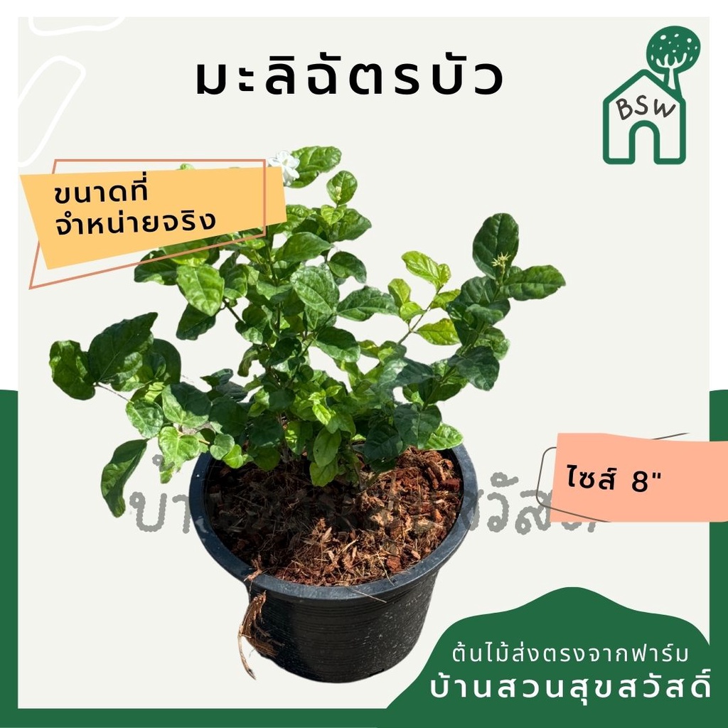 มะลิฉัตรบัว พร้อมกระถาง11 นิ้ว