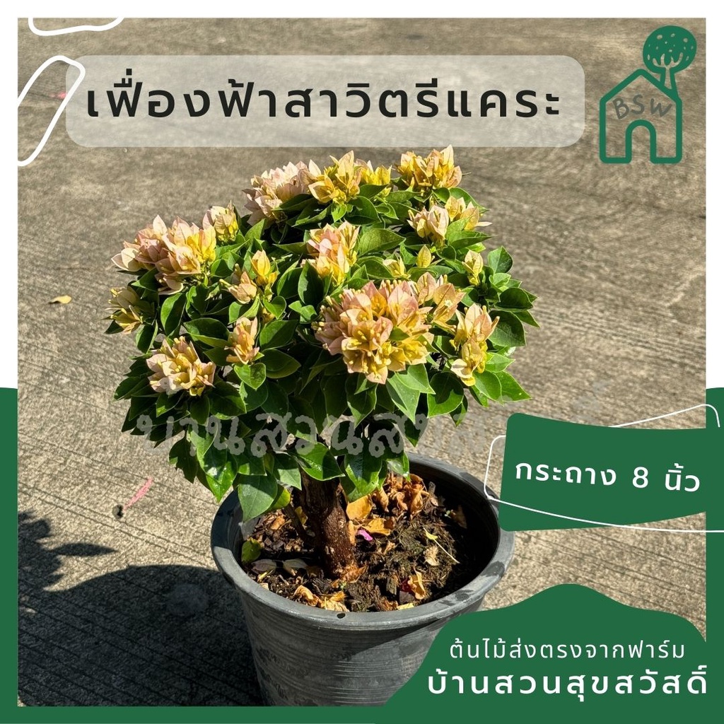 เฟื่องฟ้า สาวิตรี กระถาง 8 นิ้ว