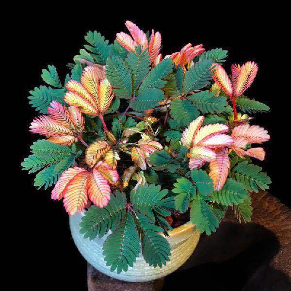 🌹[Easy To Grow]Colored Leaves [Mimosa Flower Seeds] Funny Plant Mimosa Bonsai