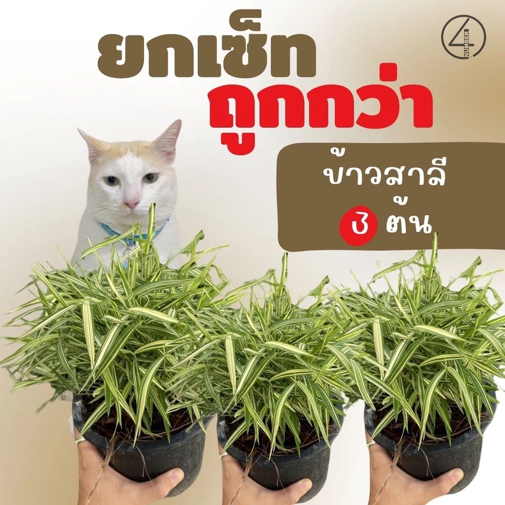 ยกเซ็ท set ถูกกว่า ต้นไผ่เงิน 3 ต้น