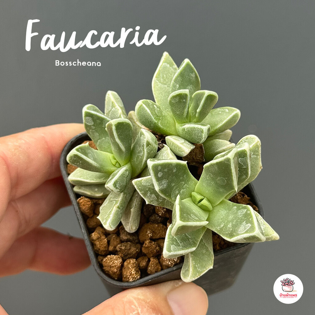Faucaria Bosscheana ไม้อวบน้ำ กุหลาบหิน cactus&amp;succulentหลากหลายสายพันธุ์