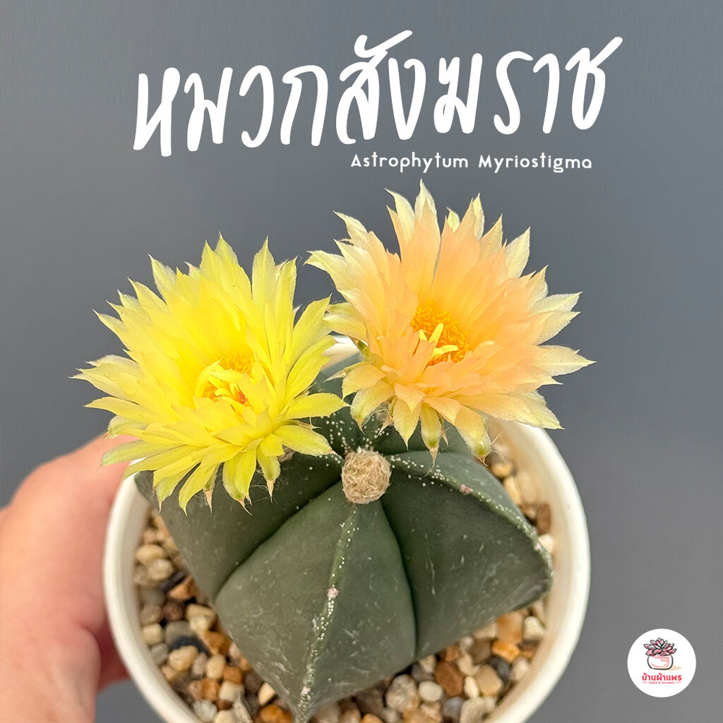 แอสโตรไฟตัม หมวกสังฆราช Astrophytum Myriostigma ไม้อวบน้ำ กุหลาบหิน cactus&succulent