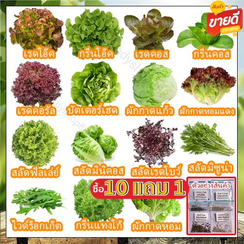 [10แถม1คละได้] เมล็ดพันธุ์ผักสลัด ชุดเมล็ดพันธุ์อินทรีย์ 20-300 เมล็ด 9บาท ถูกที่สุด มีคู่มือการปลูก