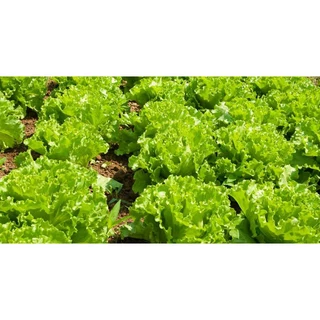 เมล็ดผักอินทรีย์ เมล็ดพันธุ์ผักสลัด เมล็ดผักสลัด 100-200 เมล็ด 10 บาท [10 แถม 1 คละได้]