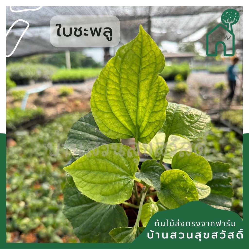 ต้นชะพลู กระถาง 5 นิ้ว