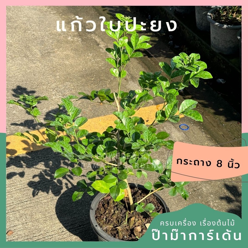 แก้วใบประยงค์ กระถาง 8 นิ้ว