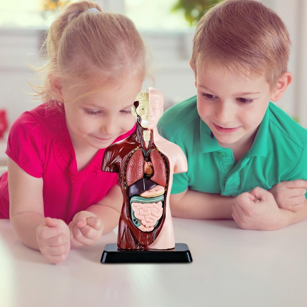 โมเดลร่างกายมนุษย์ กายวิภาคศาสตร์มนุษย์ ถอดออกได้ 6 ชิ้น ของเล่นเสริมการศึกษา สําหรับเด็กก่อนวัยเรียน - รูปที่ 4