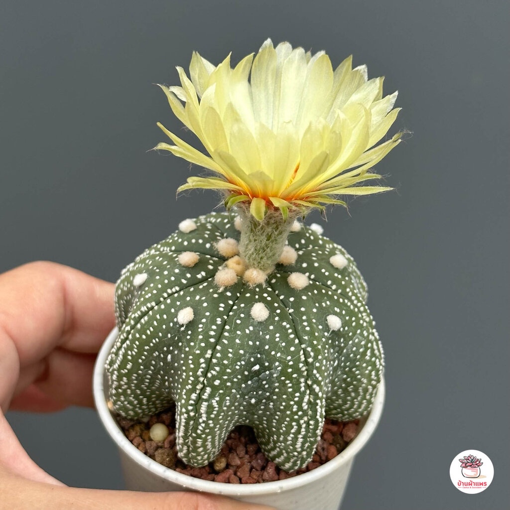 แอสโตรไฟตัม ทรงปลาดาว Astrophytum แคคตัส กระบองเพชร รูปที่ 7